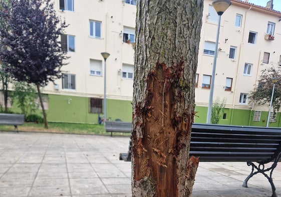 Uno de los árboles daños en Santoña.