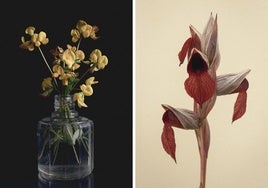 Martín ha dedicado las últimas primaveras a fotografiar plantas y flores de cunetas y caminos y carreteras.