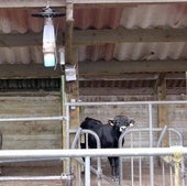 Confirmados dos focos de lengua azul bovina en Cantabria