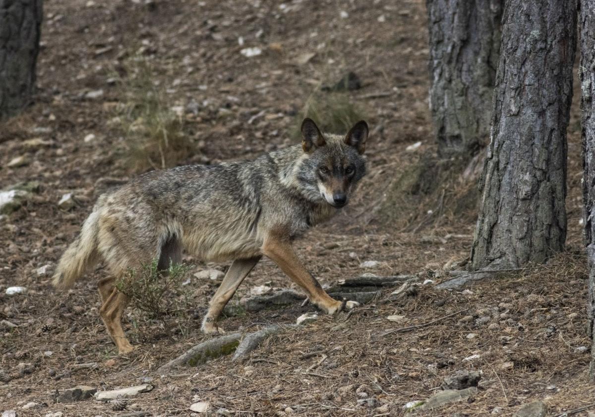 Imagen de un lobo en el parque de Sanabria.