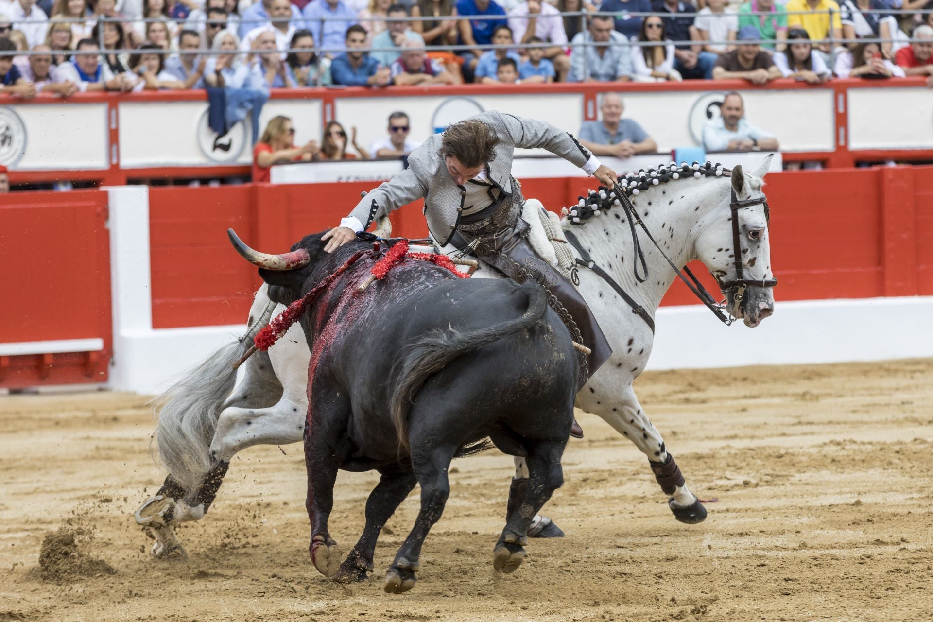 El rejoneador Andy Cartagena se adorna en el testud del toro sobre Pinta tras colocar una de las banderillas de su faena. Fotografías: roberto Ruiz
