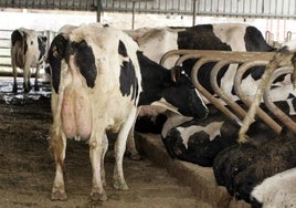 Vacas en una ganadería en Cantabria.