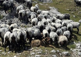Un mastín cuidando de las ovejas en Picos de Europa . dm