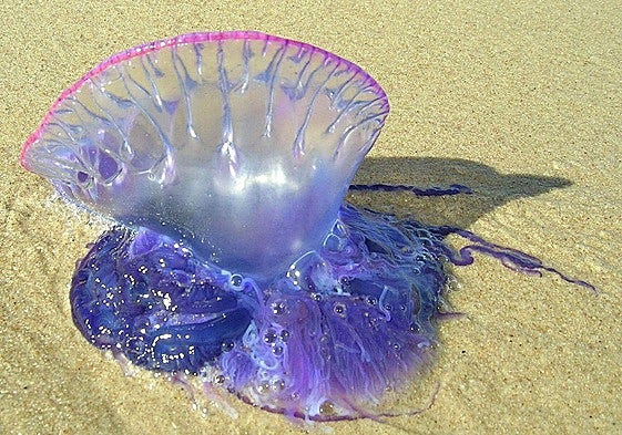 Estas son las cinco noticias del día en Cantabria