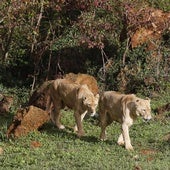 Un tratamiento devuelve la movilidad a dos leones africanos de Cabárceno