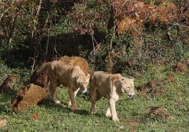 Un tratamiento devuelve la movilidad a dos leones africanos de Cabárceno