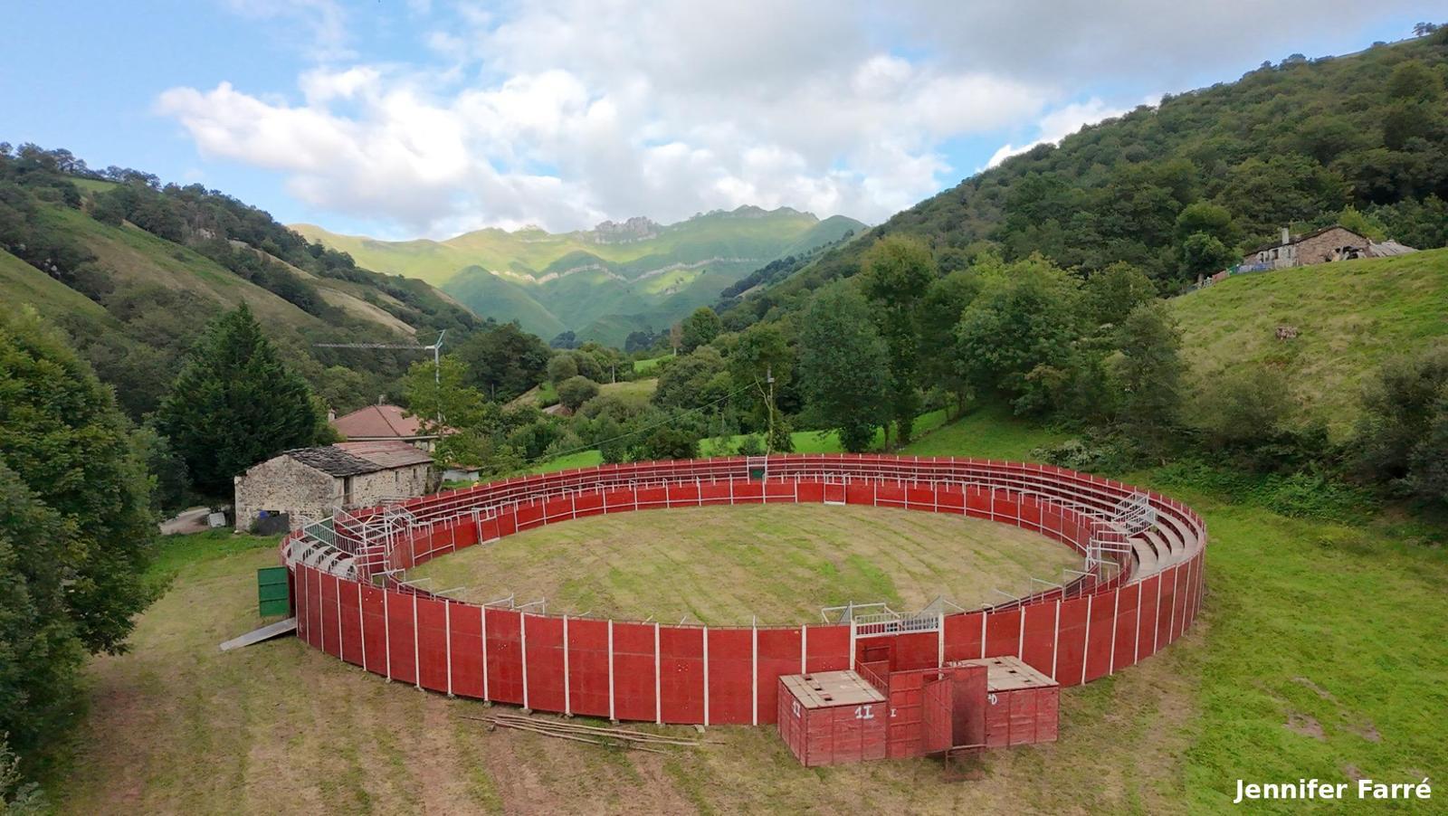 La localidad de Pisueña, en Selaya, acoge este sábado la primera suelta de vacas de sus fiestas