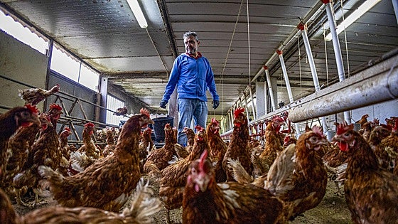 Las granjas avícolas de Cantabria están en alerta por un brote de gripe aviar en Vizcaya