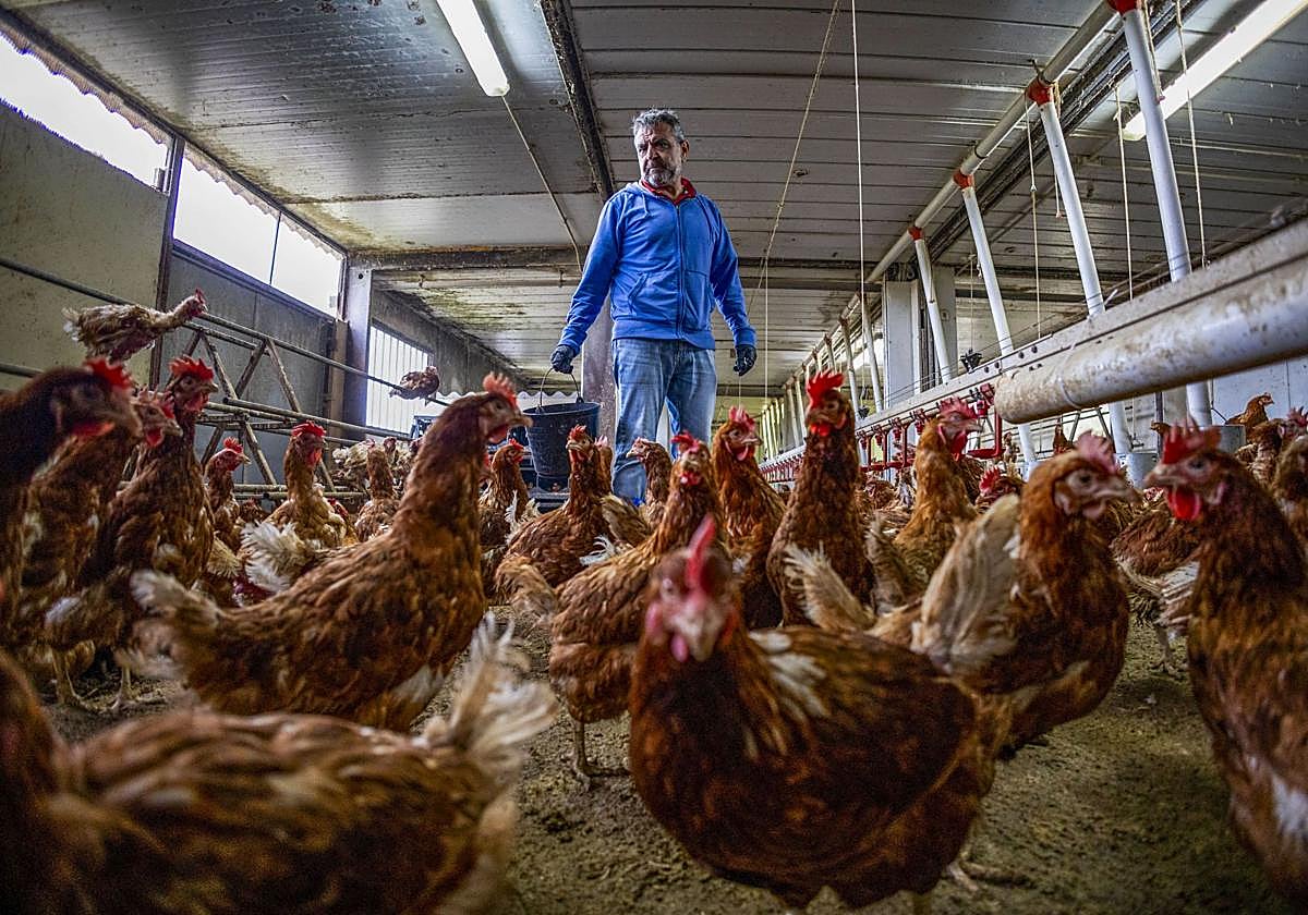 Carlos Martín, de la Granja Anero de huevos ecológicos, da de comer a sus gallinas.