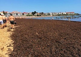 El mar de algas asiáticas inunda la orilla de Tregandin