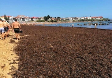 Un alga asiática invasora ocupa las playas de Noja: «Llega hasta las rodillas»