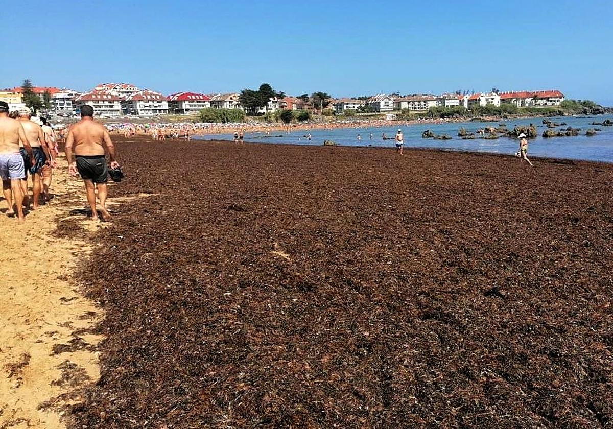El mar de algas asiáticas inunda la orilla de Tregandin