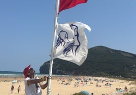 Izado de banderas en la playa de Berria prohibiendo el baño por las medusas.