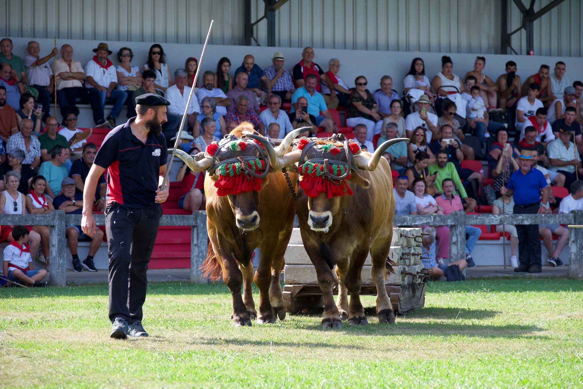Exhibición de bueyes durante el concurso de arrastre vacuno.
