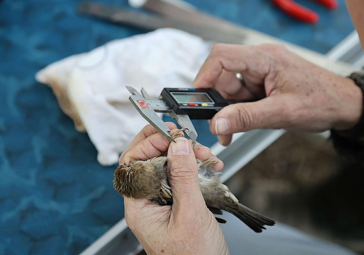 Torrelavega acogerá un taller de anillamiento científico de aves el 22 de agosto