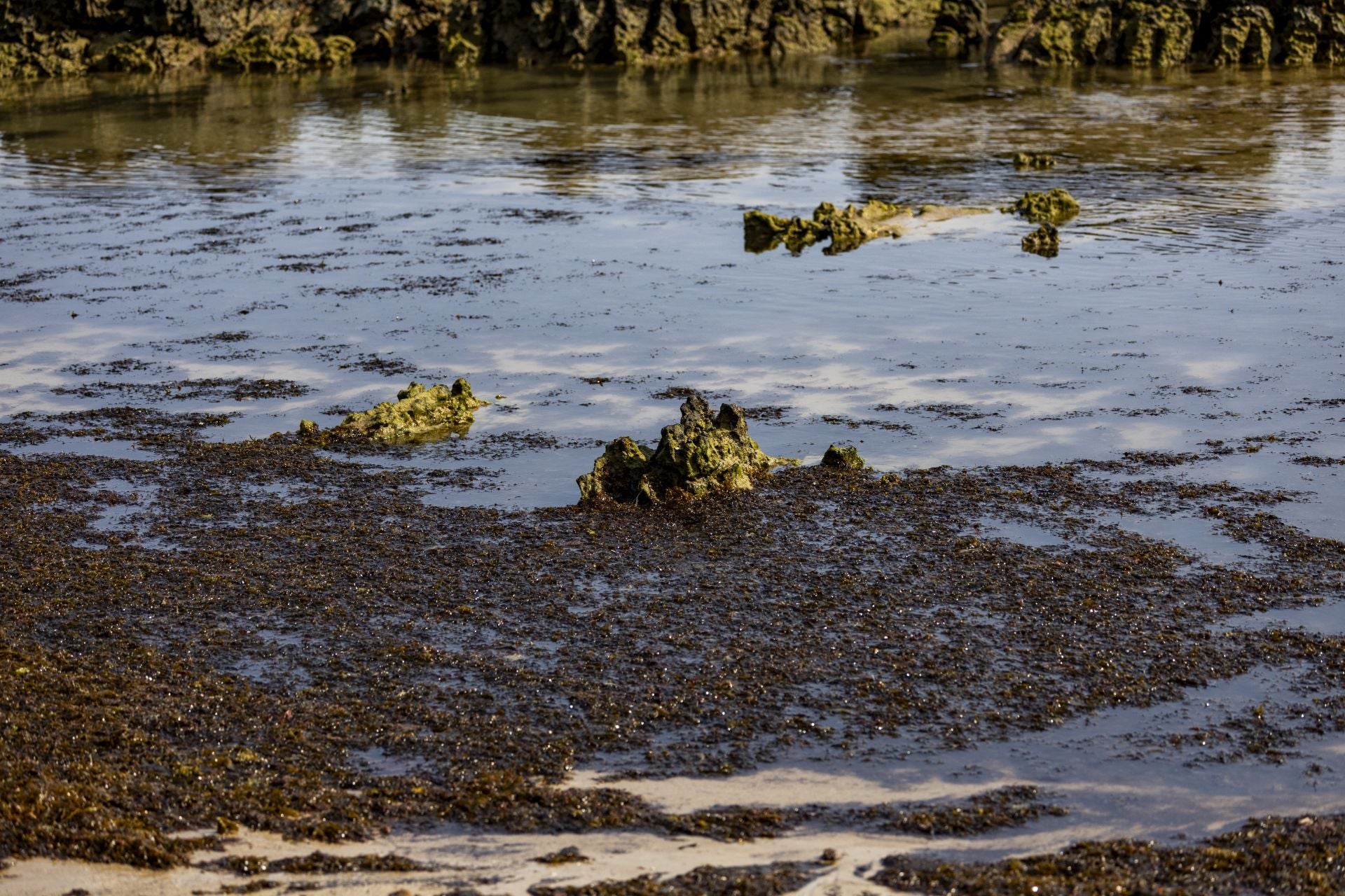 Las algas flotando en la orilla.