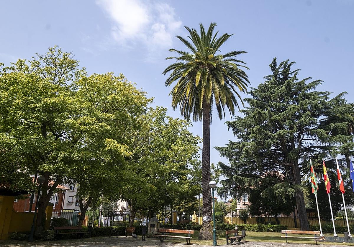 La palmera ubicada en las instalaciones del Centro Nacional de Fotografía (CNFoto), una de las 47 que serán intervenidas.