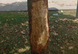 Uno de los árboles que se han destrozado a machetazos en el colegio.