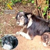 Estado en el que encontraron uno de los perros abandonados.