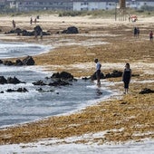 Playa de Trengandín en Noja plagada del alga asiática esta semana.