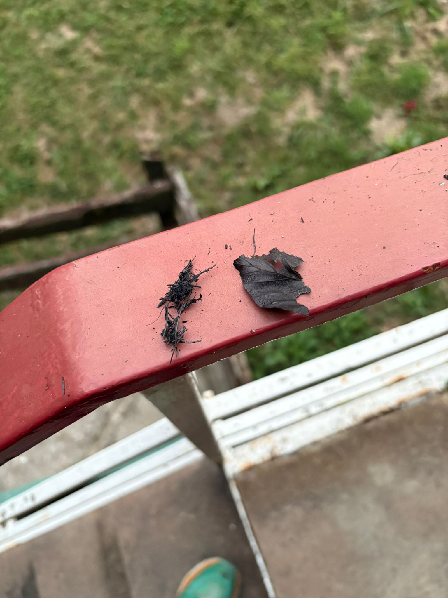 Restos de vegetación abrazada llegan hasta la zona cántabra de los Picos de Europa