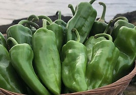 Pimientos de Udalla en la playa de Ajo.