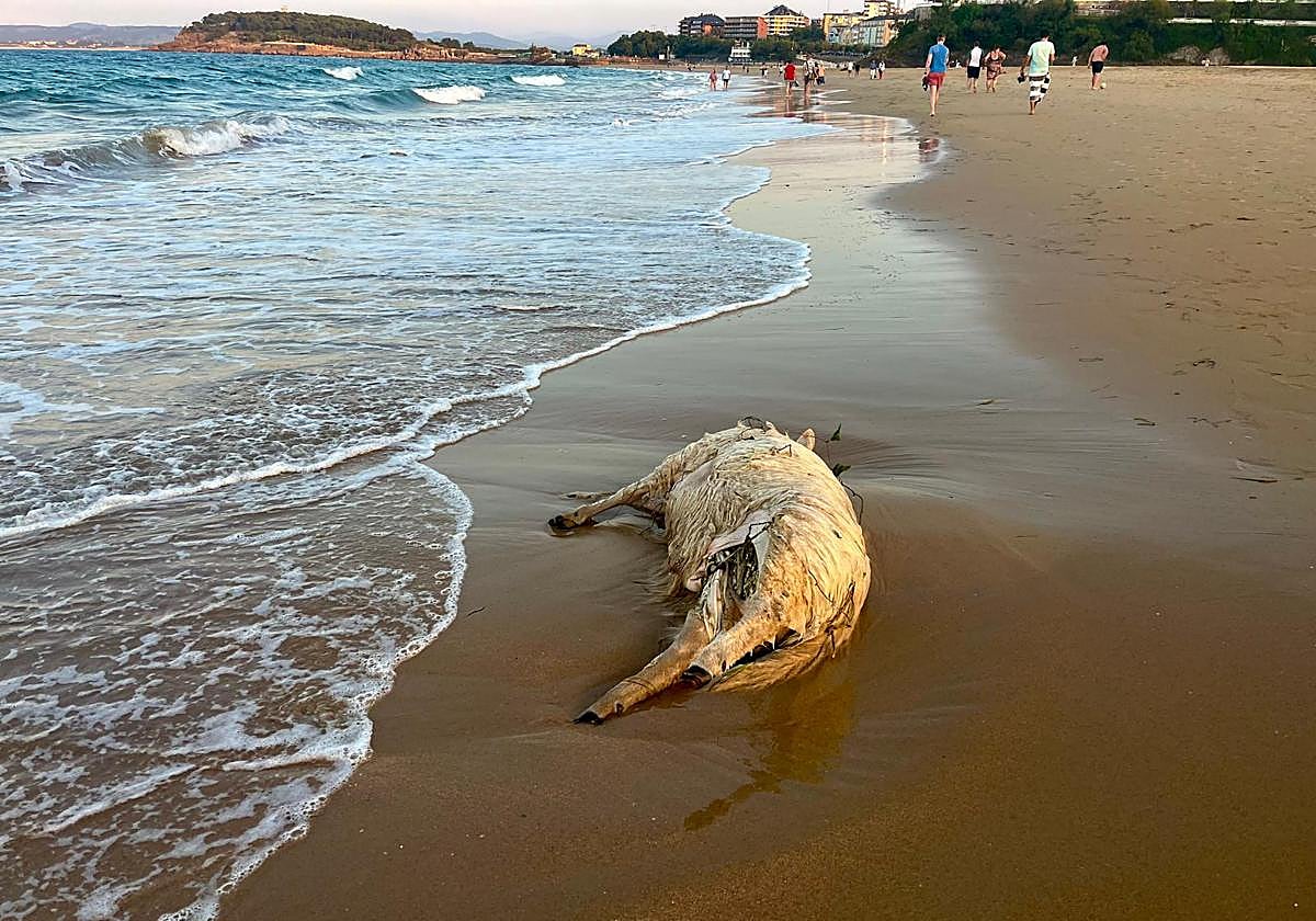La oveja en la orilla de la segunda playa de El Sardinero, este sábado.