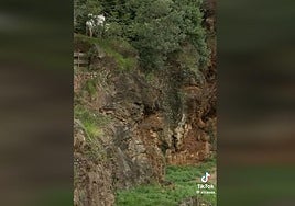 El lobo merodea mientras los visitantes están en el recinto.