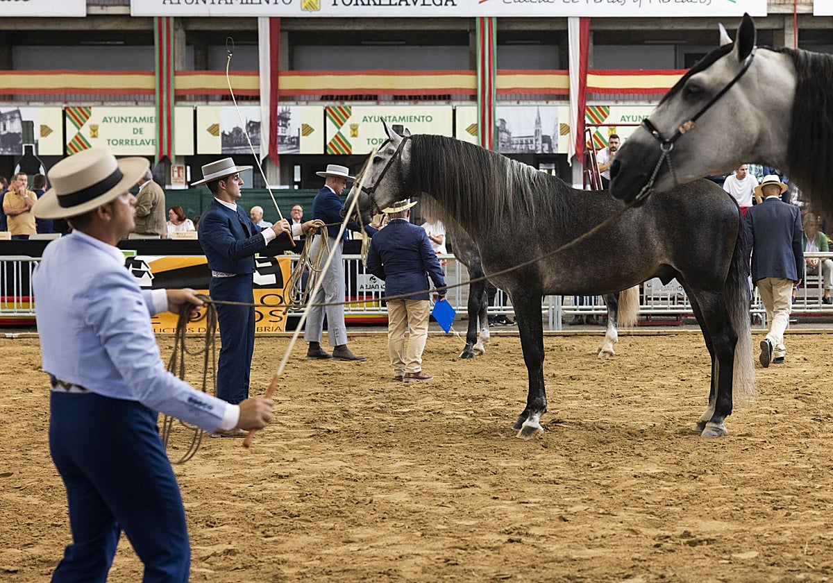 El Certamen Morfológico Ciudad de Torrelavega, en el Ferial de Ganados, en una edición anterior.