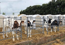 Terneros en una explotación ganadera cántabra.