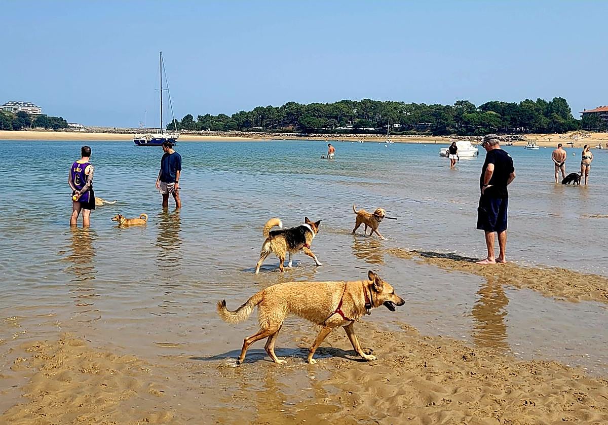 El número de perros que acuden con sus dueños a los arenales autorizados crece constantemente.