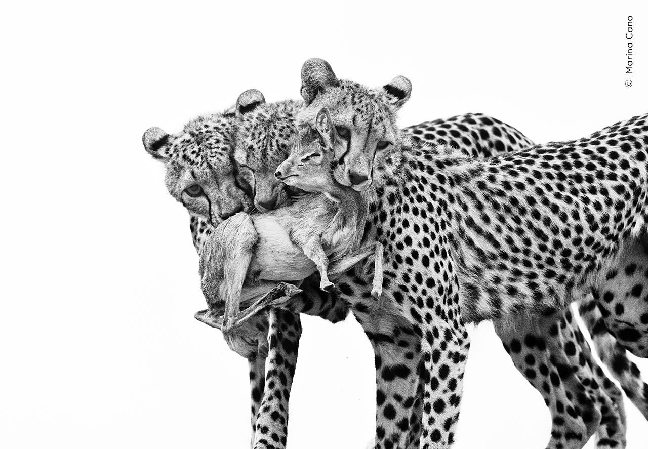 La fotografía presentada por la santanderina, 'Lecciones Mortales'.