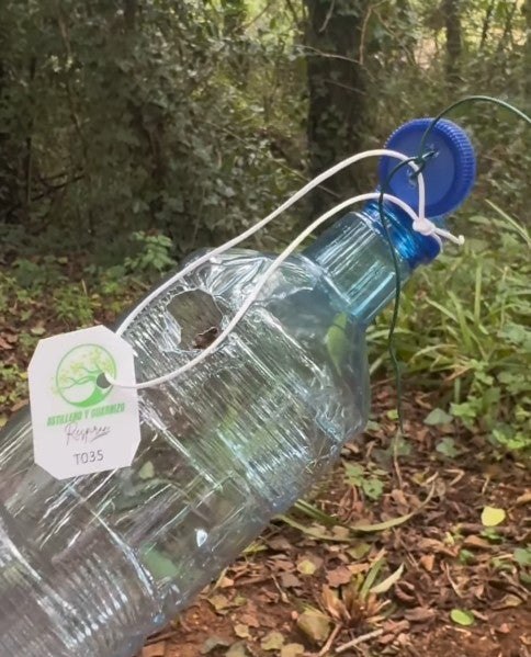 Trampa de avispa asiática.