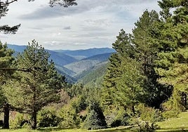 Imagen de un punto de un monte de Tierra de Pinares.