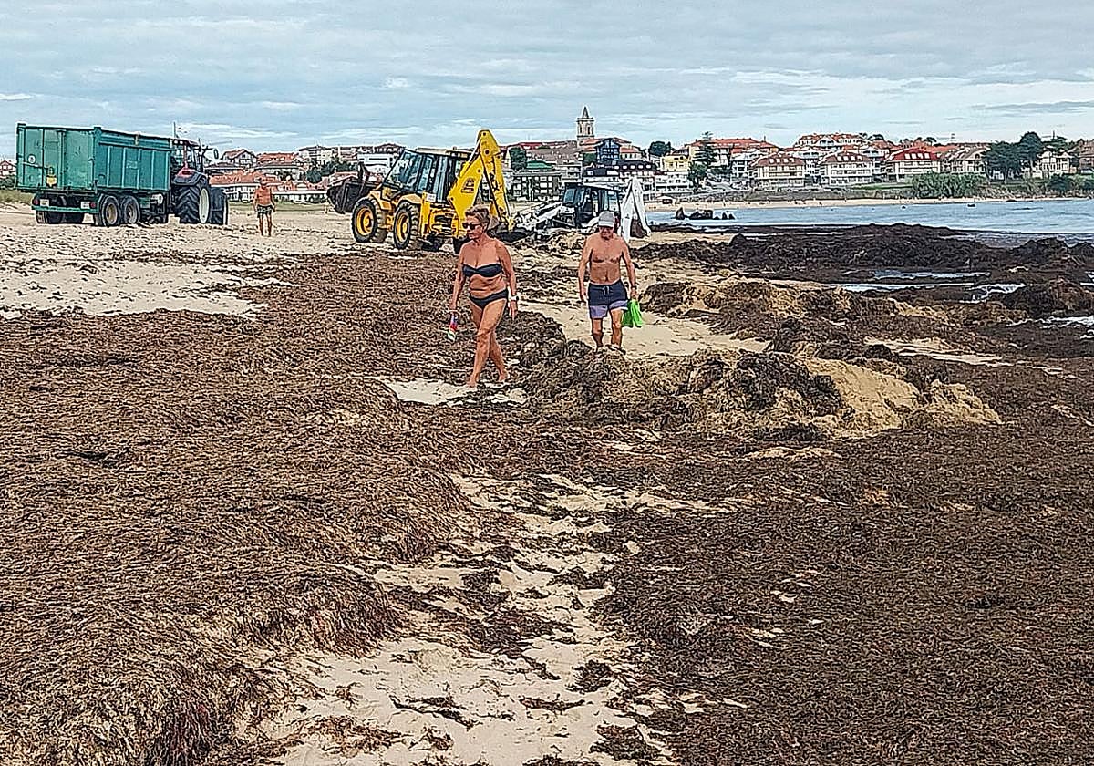 Dos bañistas caminaban ayer por la playa de Trengandín entre las algas asiáticas, que son retiradas por las palas excavadoras.