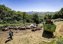 Retirada de los cadáveres de las vacas muertas en una cuadra en San Roque de Riomiera.