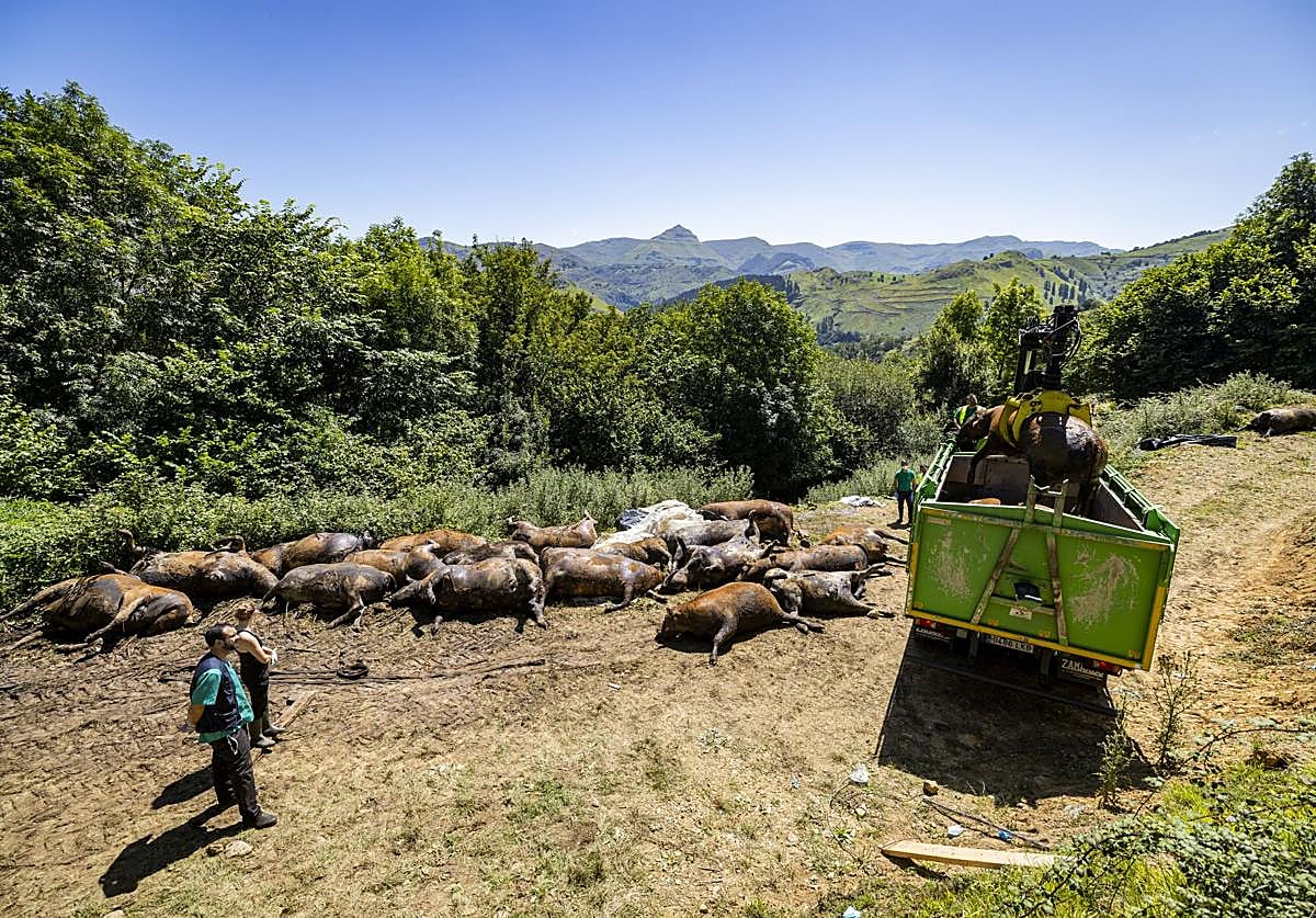 Retirada de los cadáveres de las vacas muertas en una cuadra en San Roque de Riomiera.