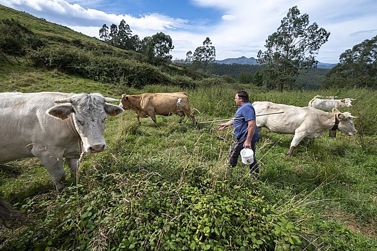 Alfonso Floranes visita a diario a sus vacas charolesas en la finca de Guriezo a la que han sido trasladadas.