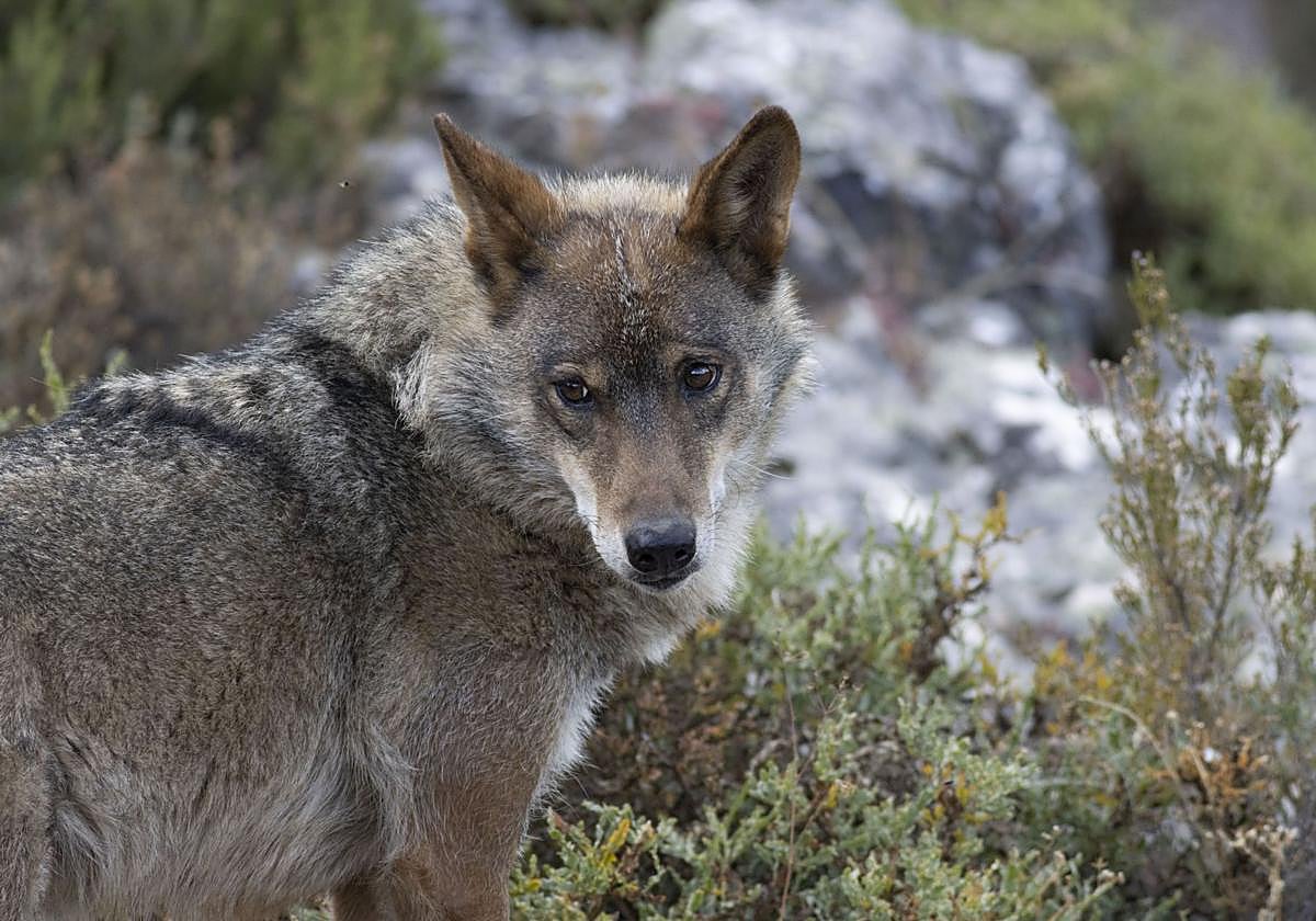 Ejemplar de lobo ibérico.