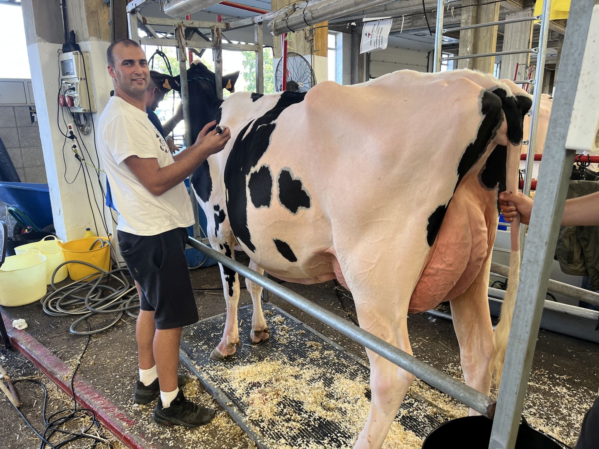 Adrián Entrecanales, de Cudaña, acicala a una de las vacas con las que luego consiguió esta ganadería los triunfos en diferentes categorías.