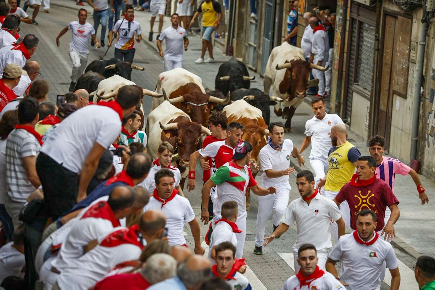 Varios mozos buscan hueco delante de los novillos.