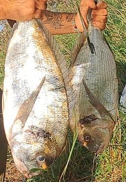 Imagen - Las dos doradas capturadas por Iván Agudo en la ría de Cubas.