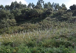El monte ha sido restaurado reforestando, regenerando espacios e incluso creando refugios para aves, a lo largo de nueve meses.