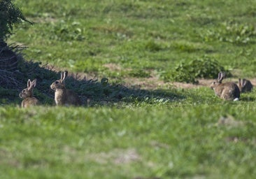 Ejemplares de conejo fotografiado ayer en los prados de Monte.