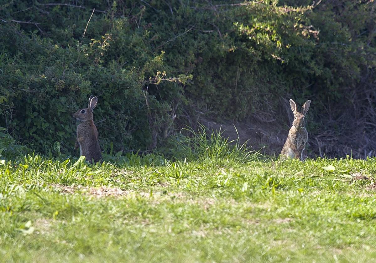 Ejemplares de conejo vistos esta semana en Monte.