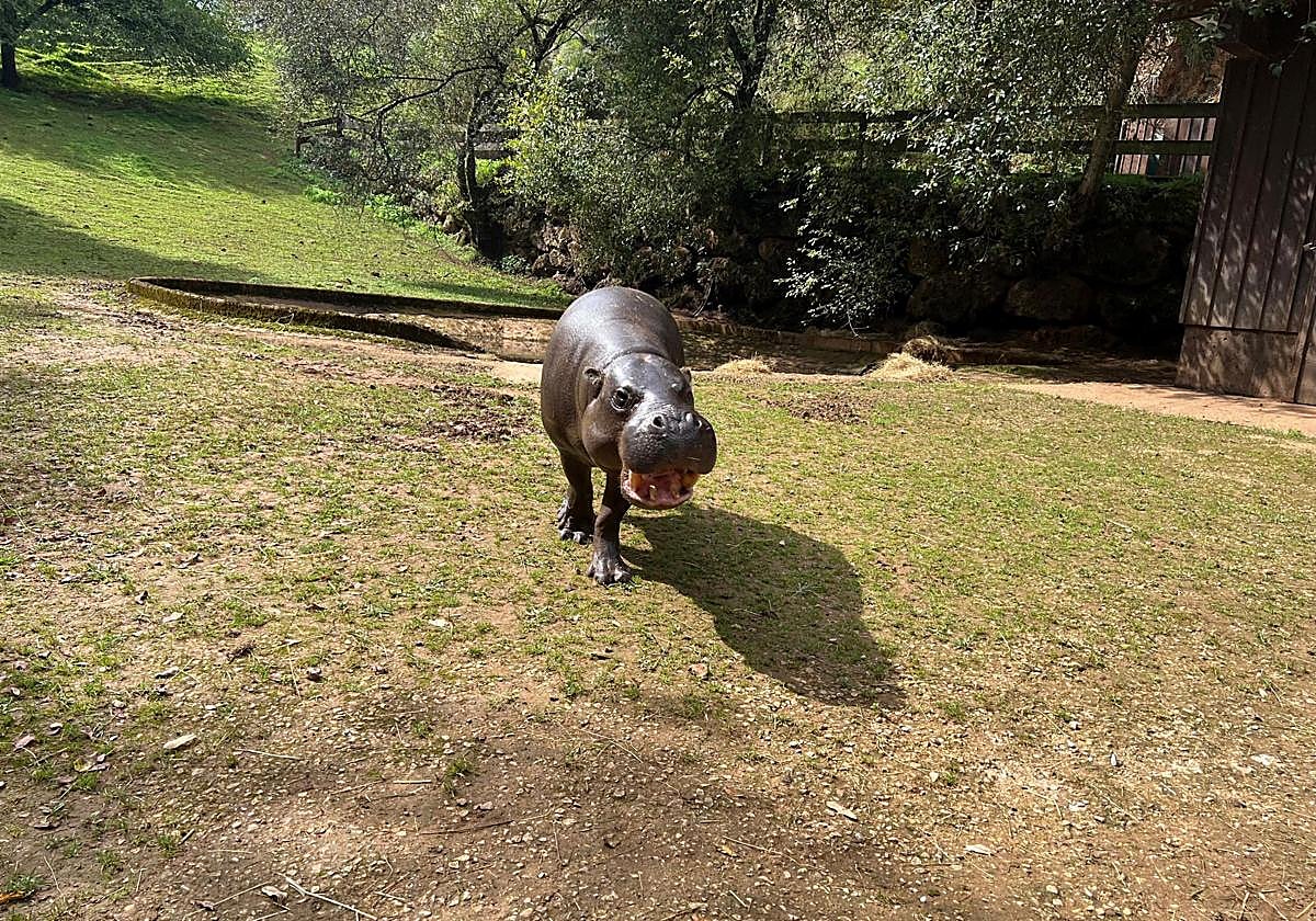 Napoleón, el nuevo hipopótamo pigmeo de Cabárceno.