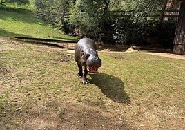 Napoleón, el nuevo hipopótamo pigmeo de Cabárceno.