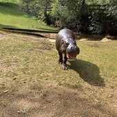 Napoleón, el nuevo hipopótamo pigmeo de Cabárceno.