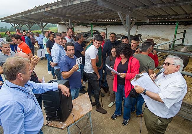 El subastador va tomando nota de las pujas de los ganaderos.