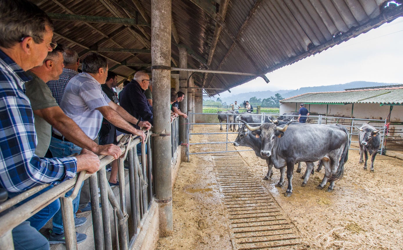 La tudanca es una de las tres razas autóctonas de la región, junto a la monchina y la pasiega.